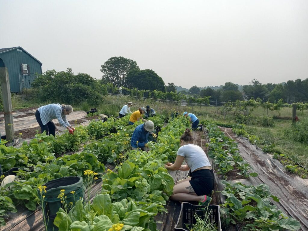 Volunteers in the field during a gleaning trip at the Franciscan Monastery in 2023.