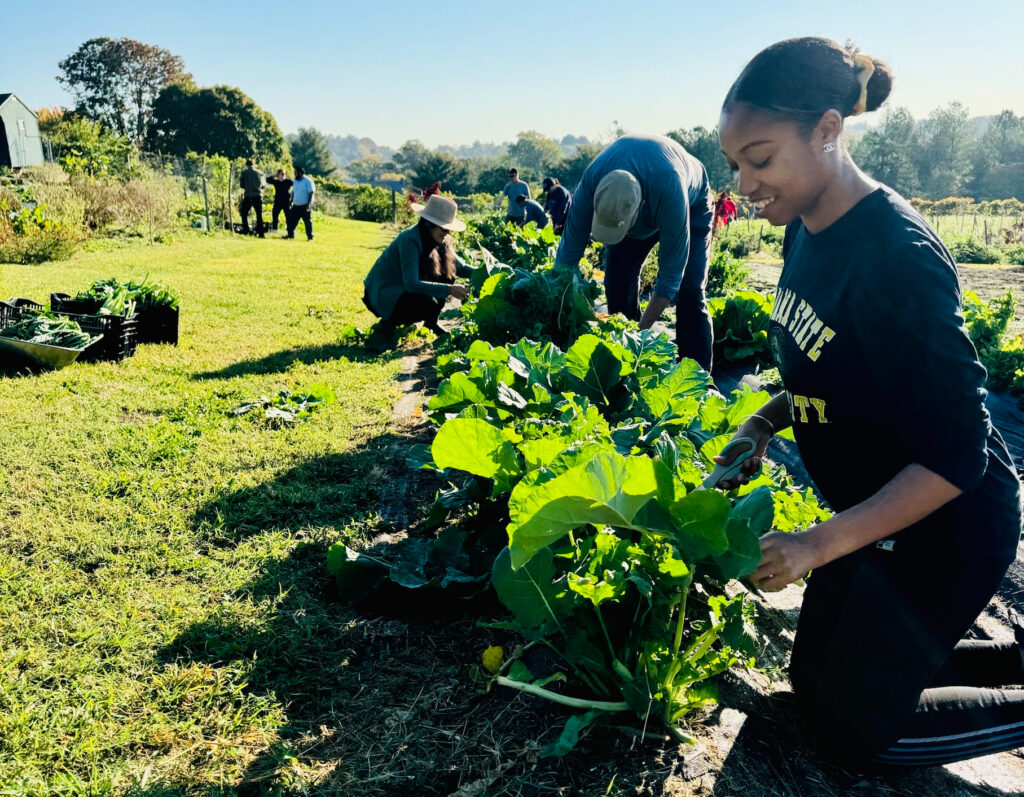 A volunteer gleaning.