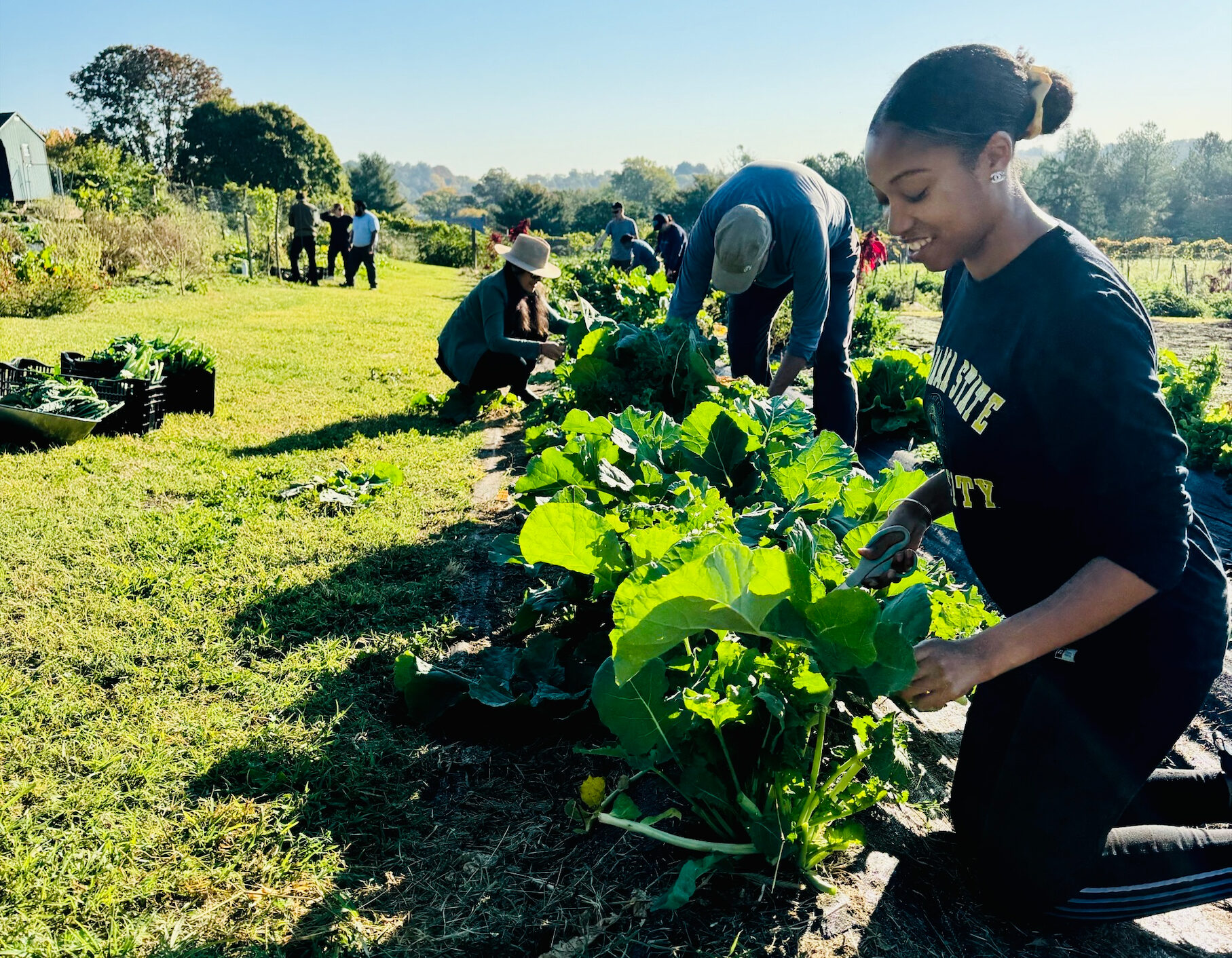 A volunteer gleaning.