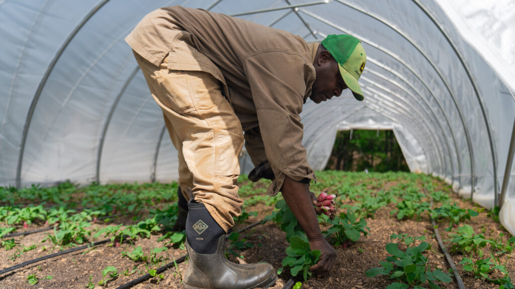 Dodo Farms farmer