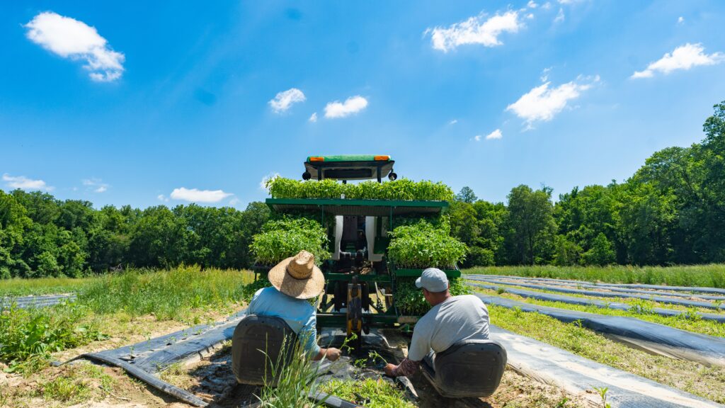 Miller Farms workers planting tomatoes