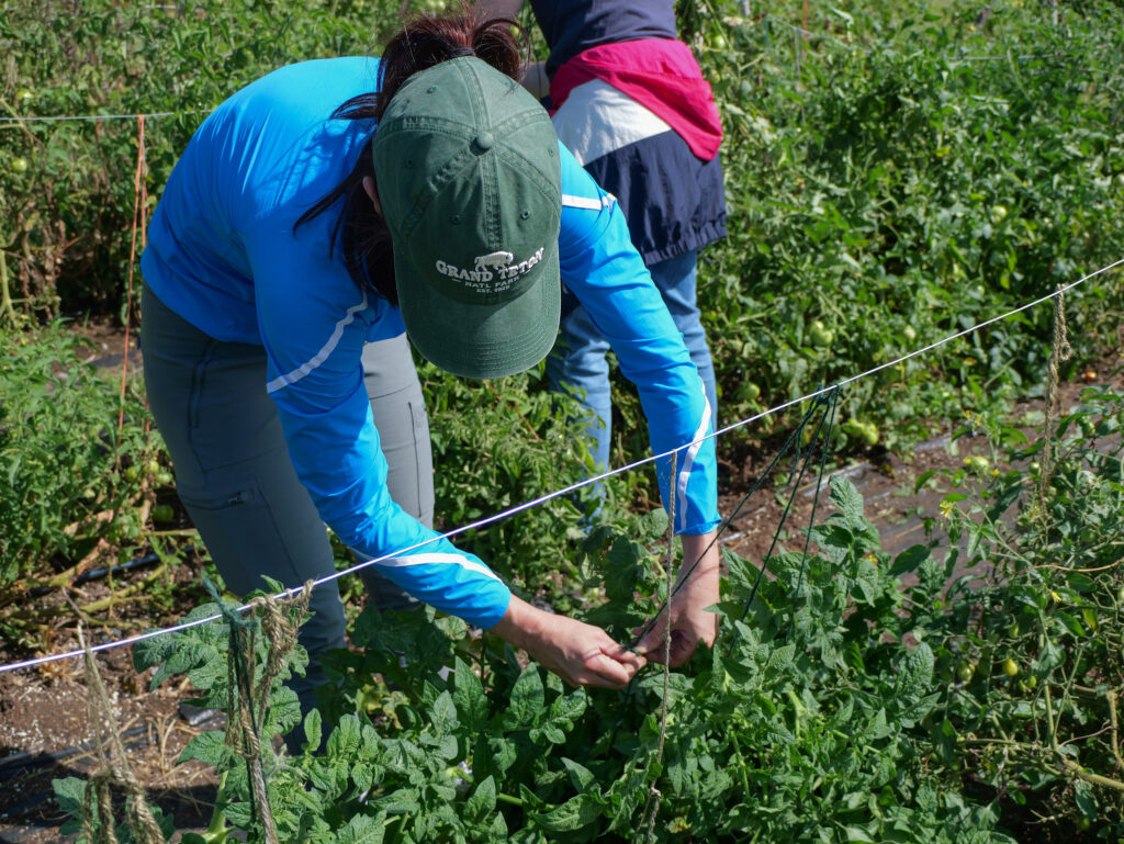 A DCCK volunteer gleaning at Franciscan Monastery Garden