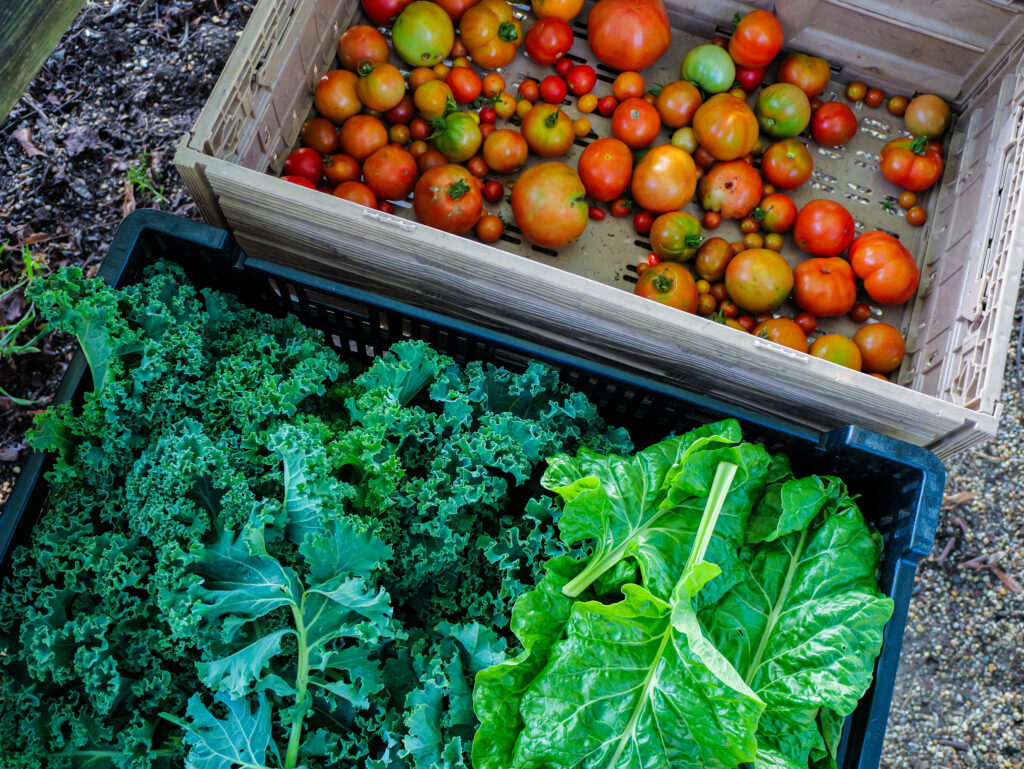 A small portion of a Franciscan Monastery Garden gleaning haul